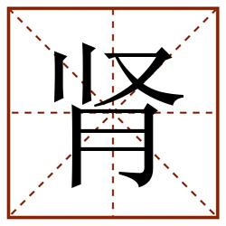 肾田字格_肾田字格书写_肾田字格笔顺_肾田字格字帖_肾田字格模板